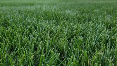 Close-up of freshly cut green grass showing expert lawn mowing quality by landscapers in Lancaster, PA